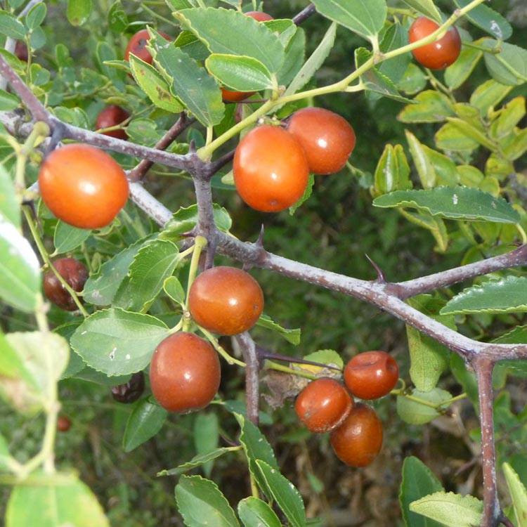 jujube seeds for sale