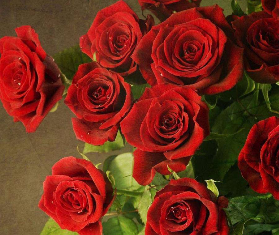 Efficacy Of Rose Extract