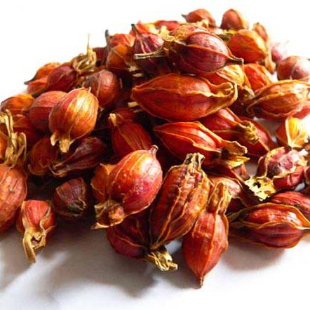 types of gardenia bushes