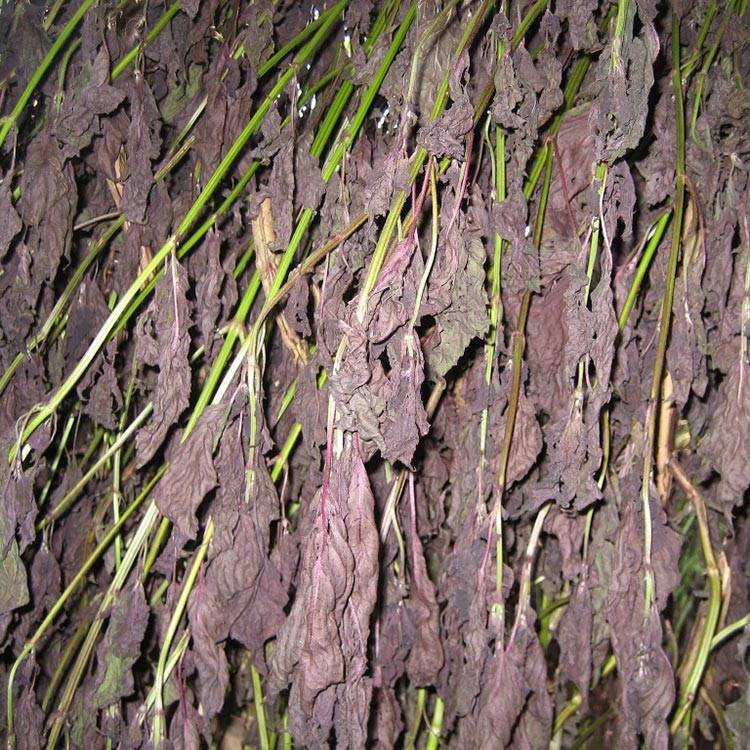 Common Perilla Leaf: Fresh, Lab-Tested, Ethically Sourced