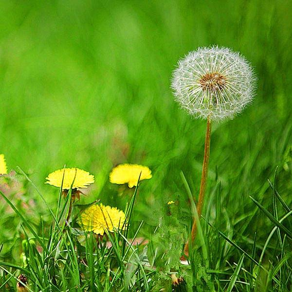 dandelion for liver