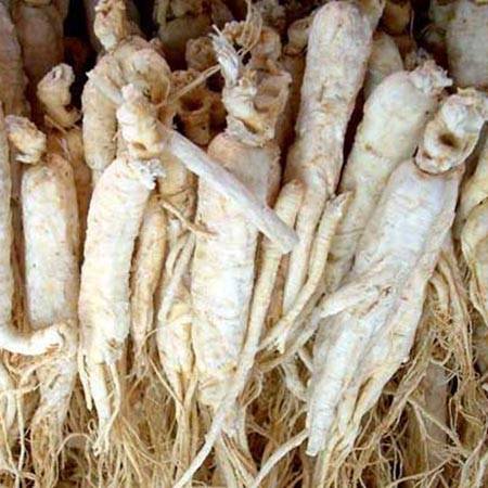 ginseng herb