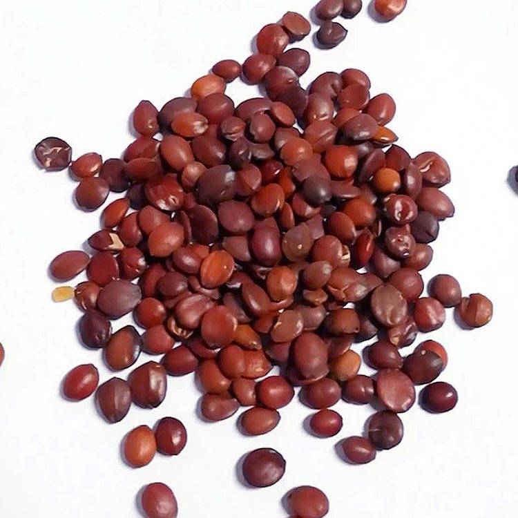 Jujube Seed