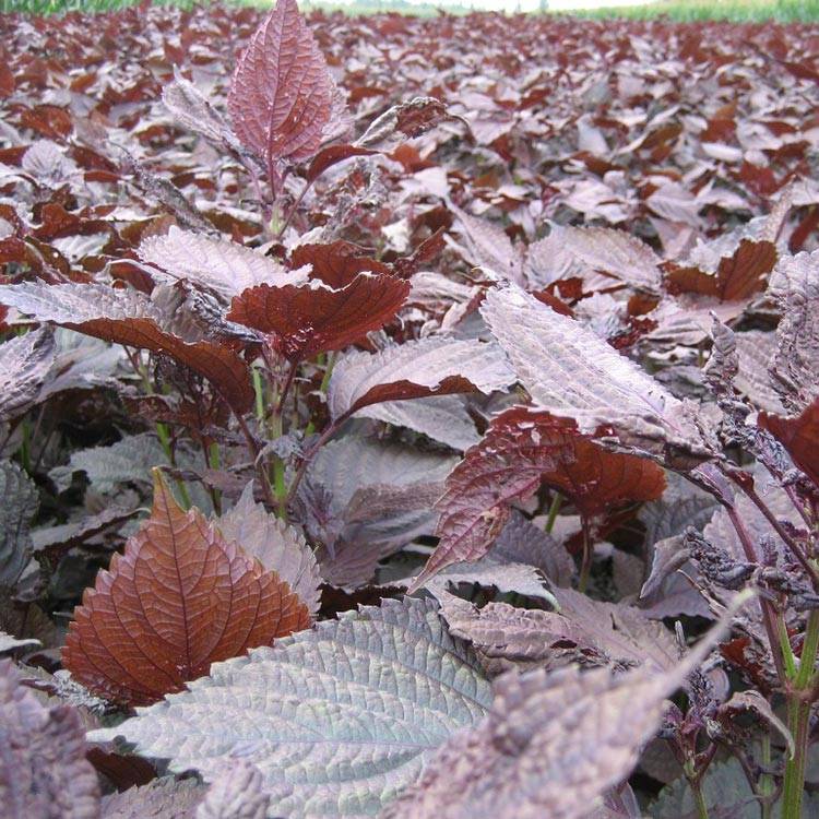 Common Perilla Leaf: Fresh, Lab-Tested, Ethically Sourced