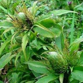 atractylodes chinensis