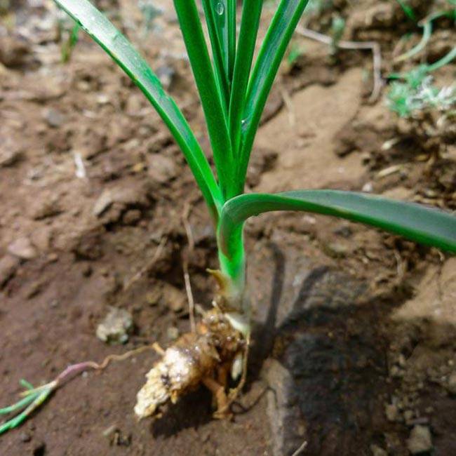 Rhizoma Anemarrhenae