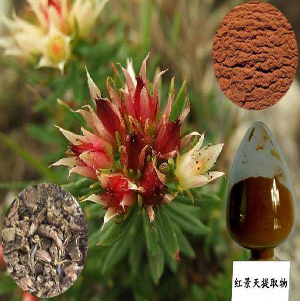 rhodiola rosea extract