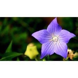 Platycodon: Need hardy, long-blooming, easy-care color?