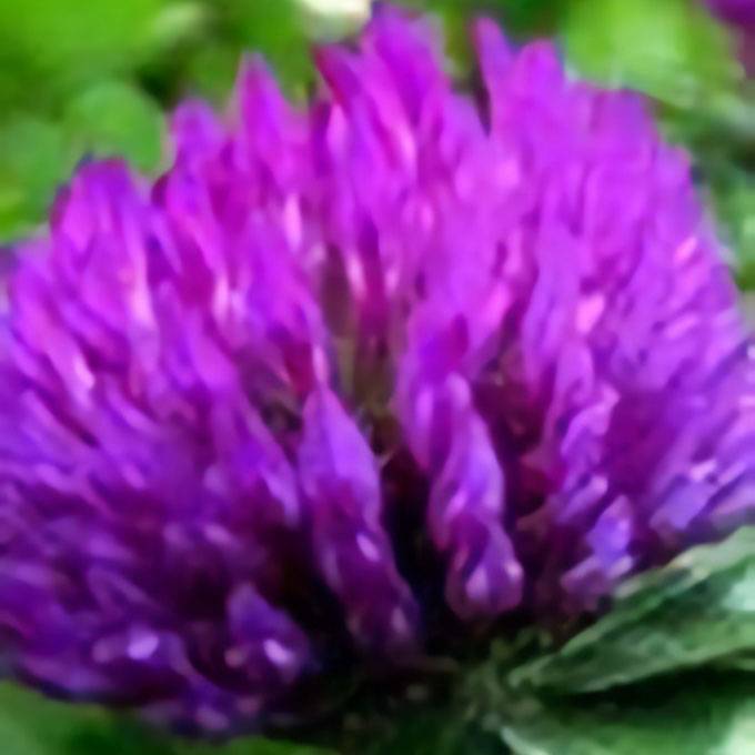Red Clover Extract Powder