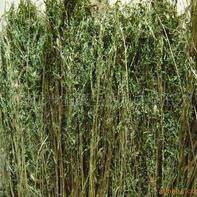 different types of vetch