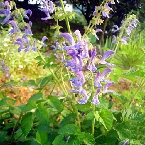 Salvia Miltiorrhiza Extract