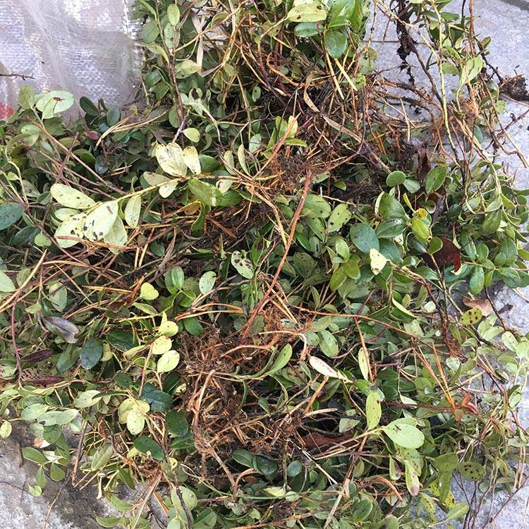 Pure Uva Ursi Powder: Natural Urinary Tract Support