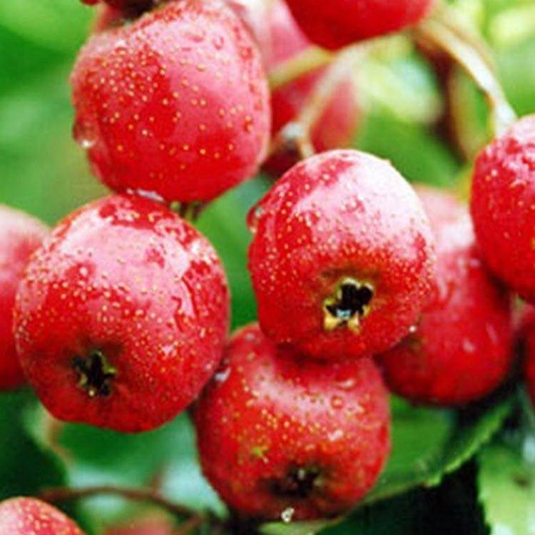 medicinal hawthorn plants for sale