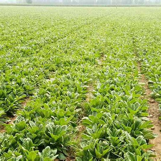 Rehmannia Glutinosa: Authentic Radix for Health Benefits