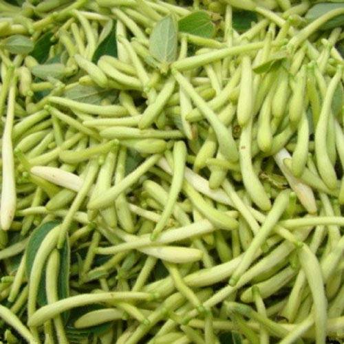 for sale honeysuckle