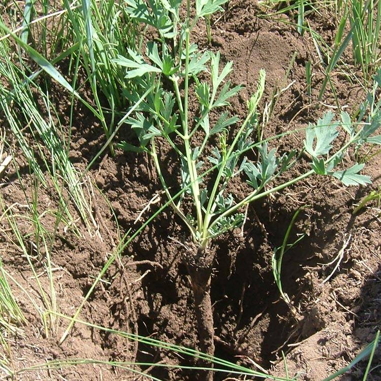 Siler Root: Natural Health Benefits & Uses