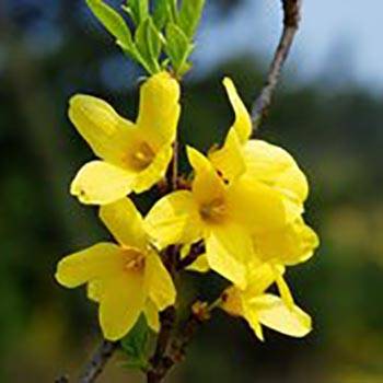 herbs used in traditional chinese medicine