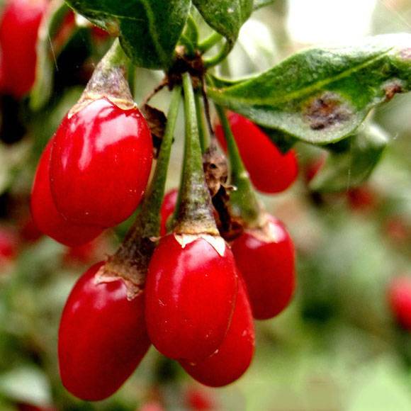 Chinese Wolfberry Tea: Healthy Antioxidant Goji Brew