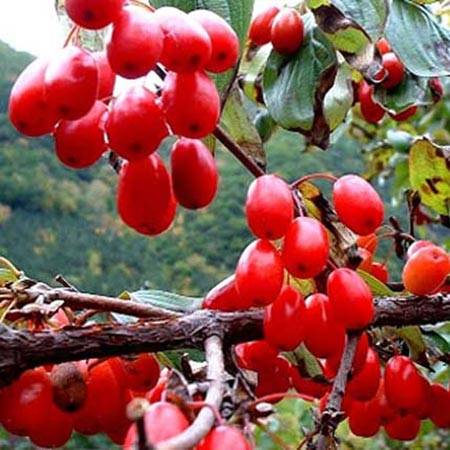 Chinese Herbal Medications—GMP, Safe & Effective: Why Us?