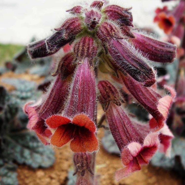 Rehmannia Glutinosa Root | Premium GMP, Lab-Tested Supply Rehmannia Glutinosa Root | Premium GMP, Lab-Tested Supply