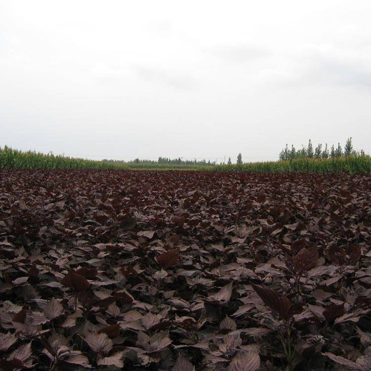 Common Perilla Leaf: Fresh, Lab-Tested, Ethically Sourced