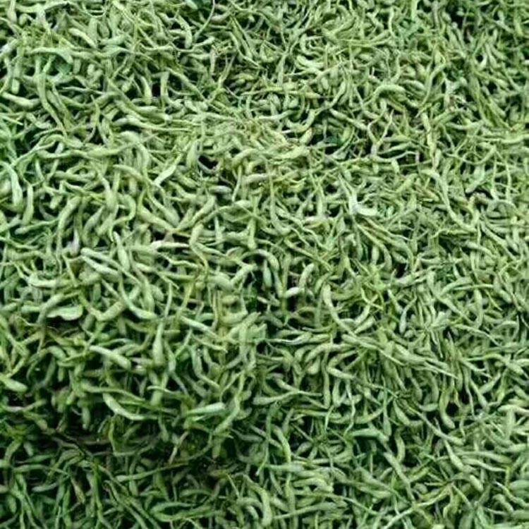 honeysuckle azalea for sale