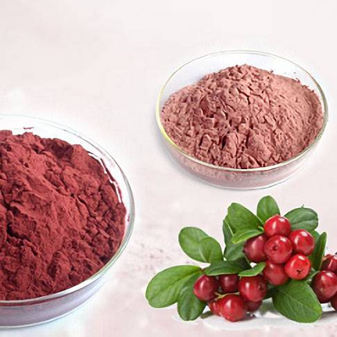 Cranberry Extract Powder: Potent UTI Support & Antioxidant