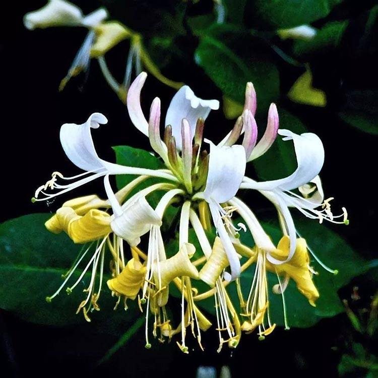 honeysuckle