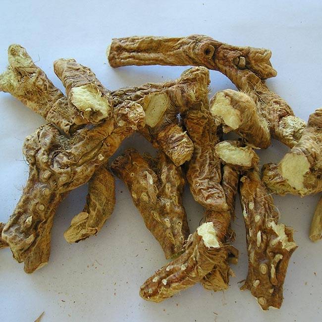 rhizoma anemarrhenae