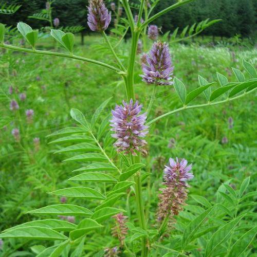 Premium Licorice Powder: Organic & Pure for Health & Flavor