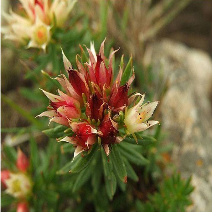 Rhodiola Rosea Extract Powder