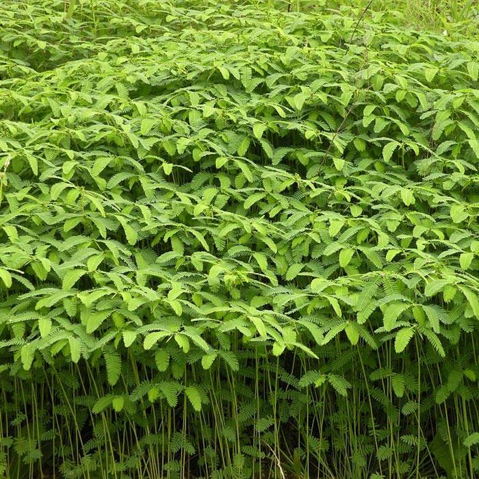 hairy vetch for sale