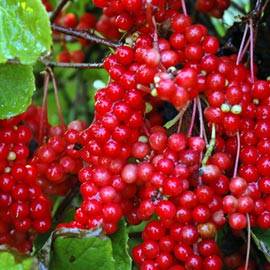 schisandra supplement