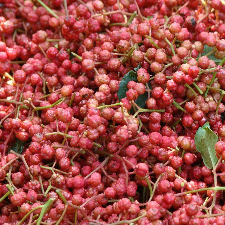 zanthoxyli pericarpium