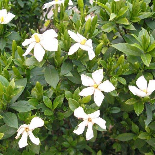 Gardenia flowers