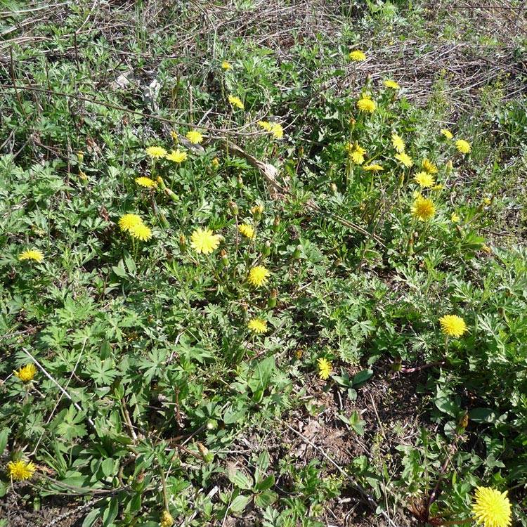 dandelion herb