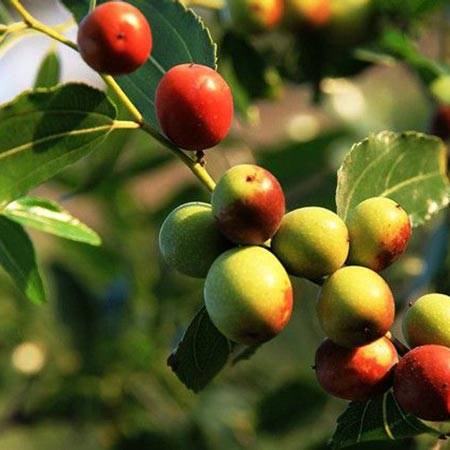 jujube seed for sale