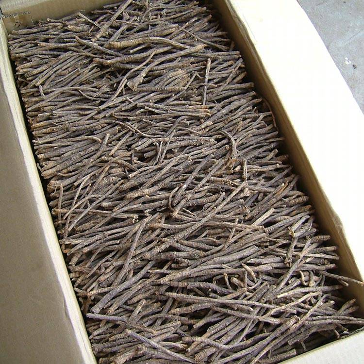 Siler Root: Natural Health Benefits & Uses