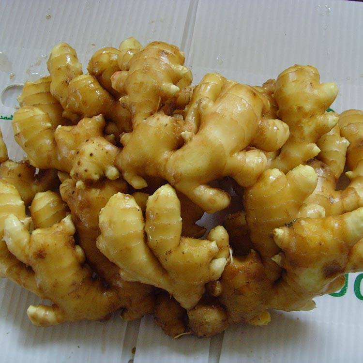 ginger extract powder