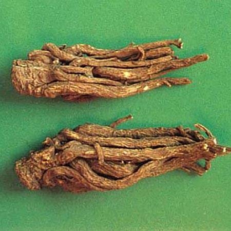 Explore Types of Angelica: Find Angelica Root Herbs for Sale