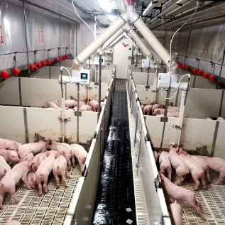 Smart Investment in Livestock: Advanced Equipment for Poultry Production