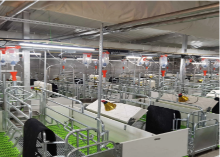Smart Investment in Livestock: Advanced Equipment for Poultry Production