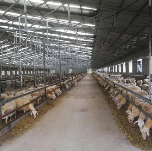 Modern Solutions for Efficient Animal Husbandry