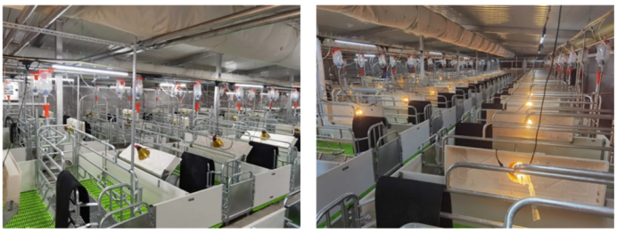 Creating Safer and Healthier Environments for Sows and Piglets