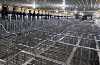 Ideal Farrowing & Gestation: Swine Farm Efficiency