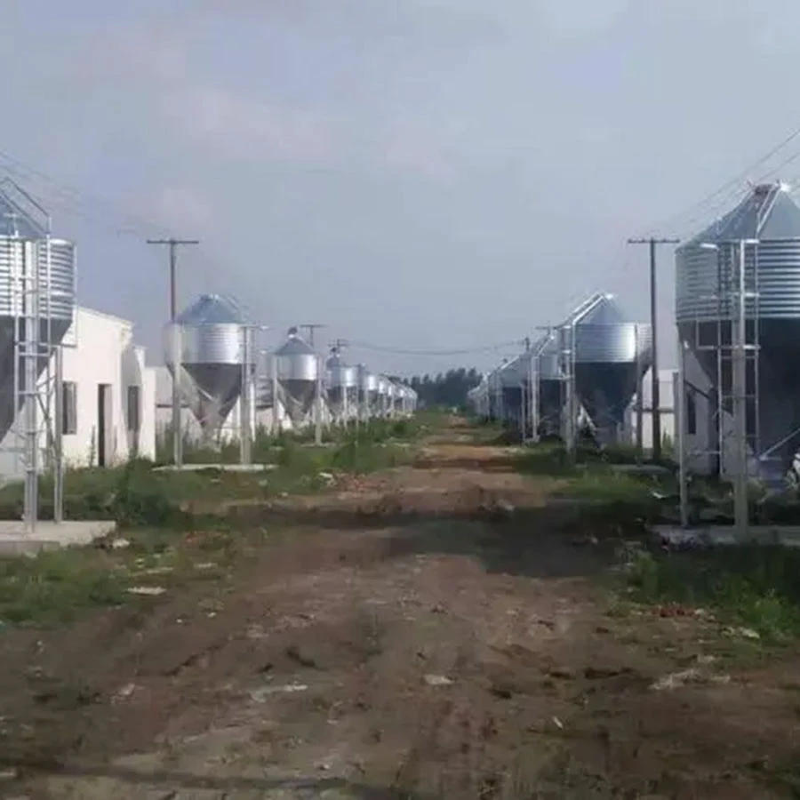 Automatic Feeding System In Pig Farming Equipment