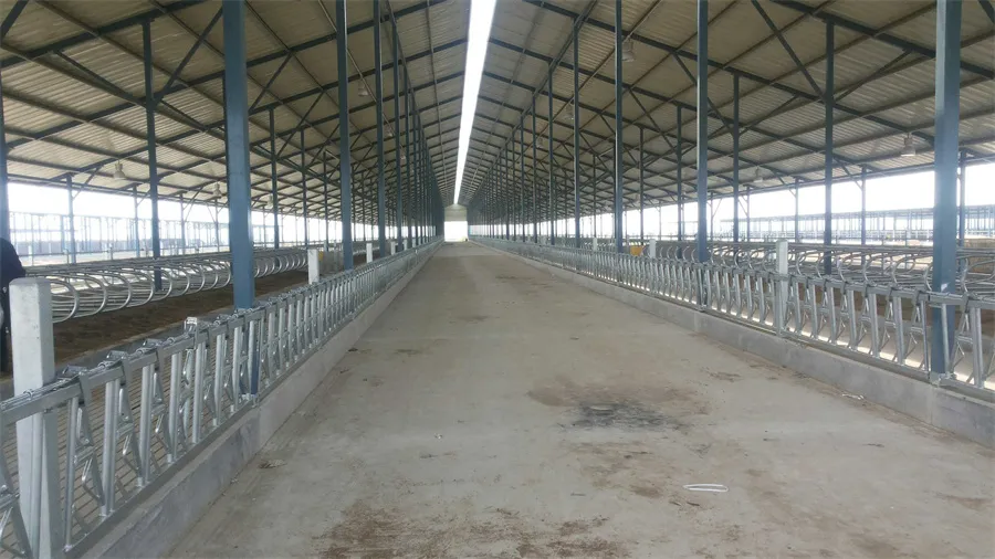 Cattle Head Lock for Cattle Farming Equipment03