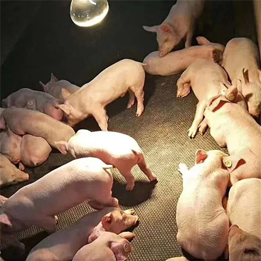 Crate and Floor consumables in Pig Farming Equipme06