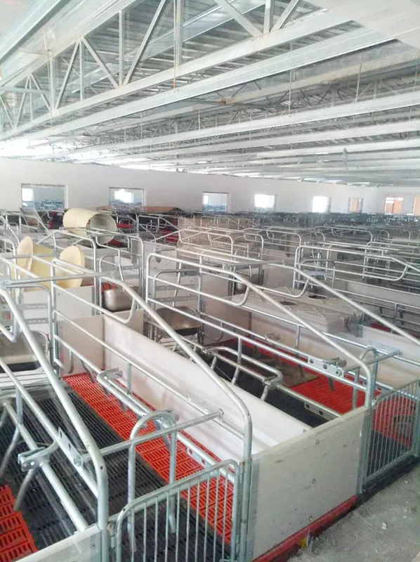 Revolutionary Pig Farming Equipment Enhances Efficiency And Animal Welfare
