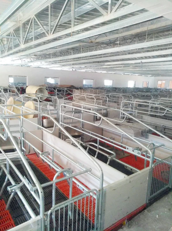 Revolutionary Pig Farming Equipment Enhances Efficiency And Animal Welfare